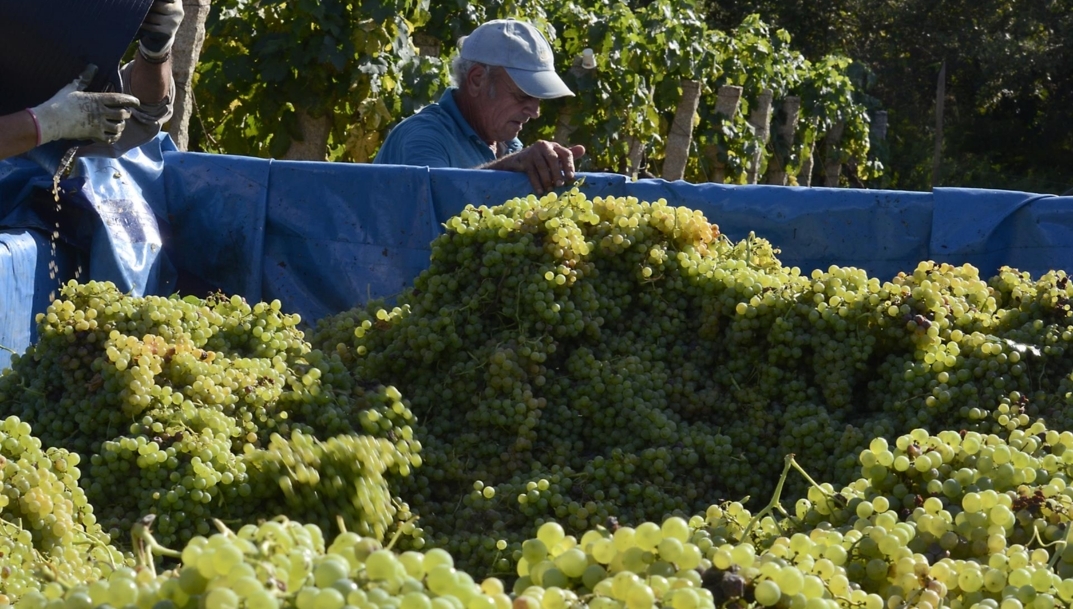 Trabajadores durante la vendimia. - 
