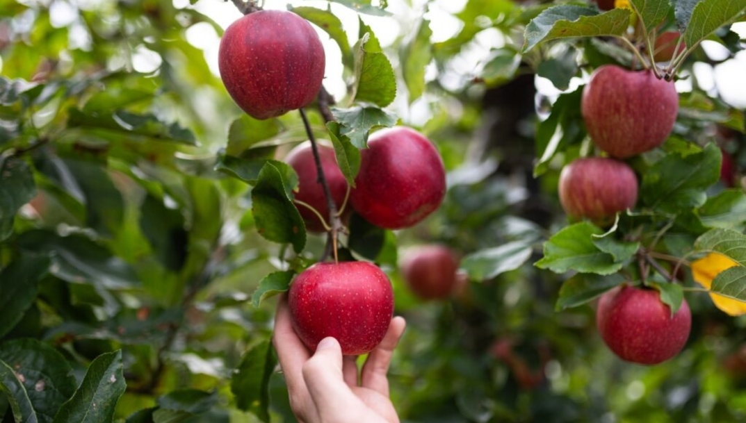 Nueva cosecha de manzanas de VOG con previsiones optimistas