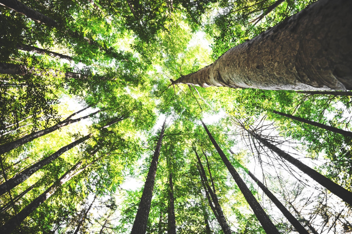 Mann-Filter innova con la lignina de la madera para reducir las emisiones de CO2 en su fabricación de filtros