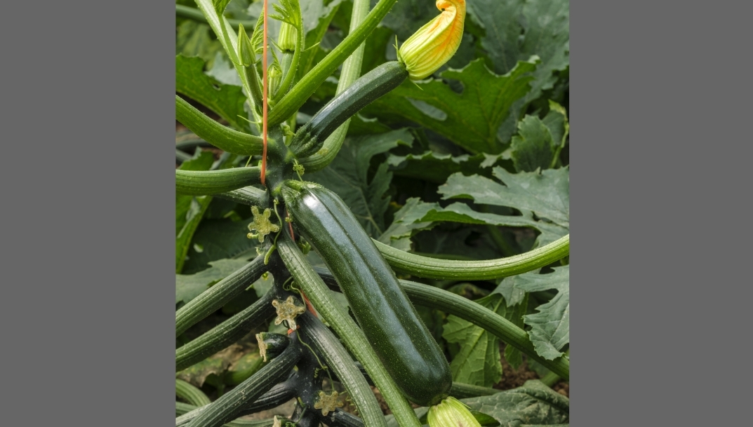 Sakata presenta Kairoh, su nuevo calabacín adaptado a altas temperaturas