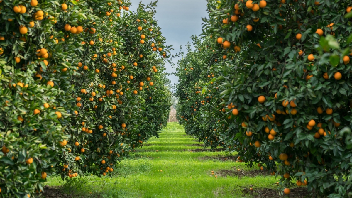 Frutínter: comprometidos con el origen, el servicio y el futuro del sector hortofrutícola