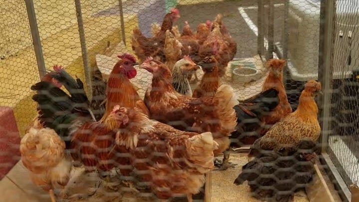 El confinamiento obligatorio de aves de corral sacude al sector alimentario