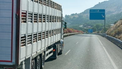 ANTA pide medidas urgentes para transportistas autónomos y empresas del sector afectados por la Peste Porcina