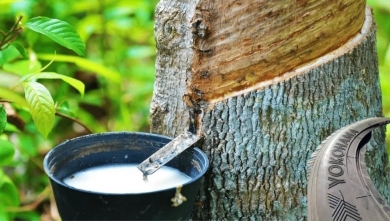 Yokohama Rubber participa en la investigación sobre la producción y uso sostenibles del caucho natural