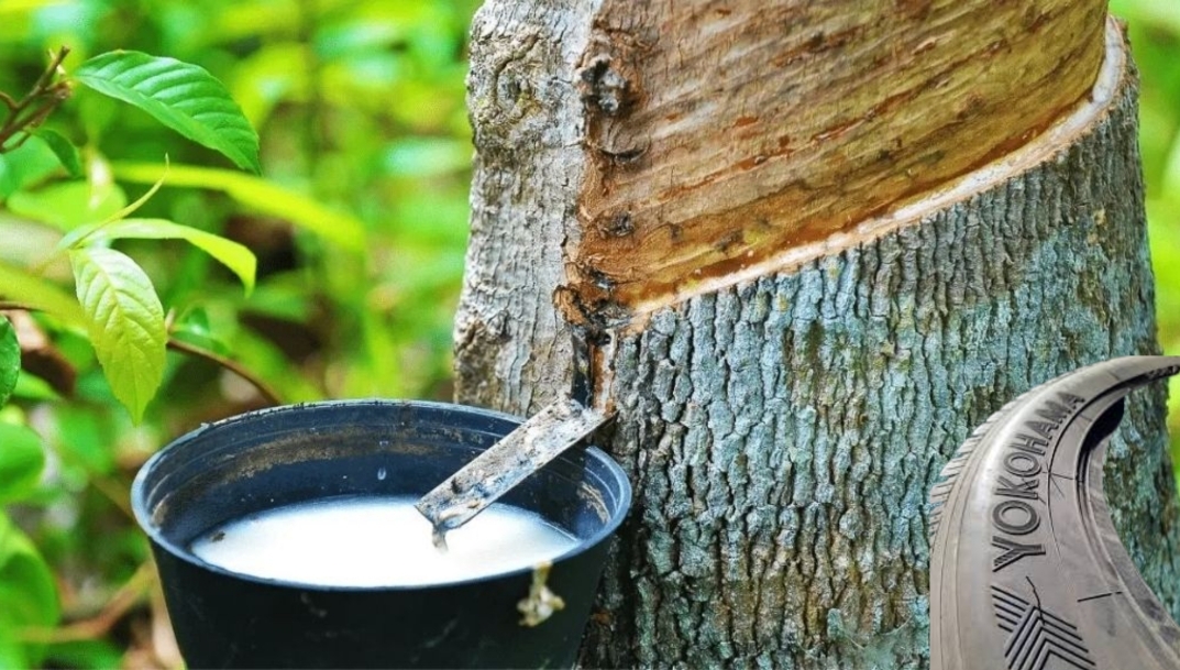 Yokohama Rubber participa en la investigación sobre la producción y uso sostenibles del caucho natural