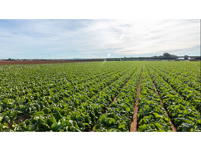 Nueva fábrica de Vegetales Línea Verde en Murcia