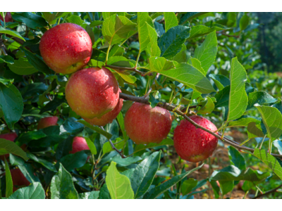 Buenas perspectivas para la nueva temporada de manzanas del Consorcio VOG