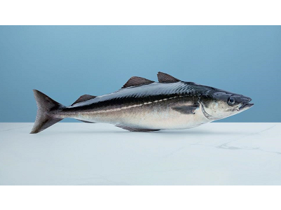 Comienza la temporada de fogonero noruego