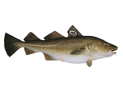 Comienza la temporada de Skrei