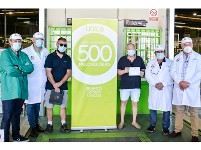 Unica alcanza los 500 millones de kilos a cierre de campaña