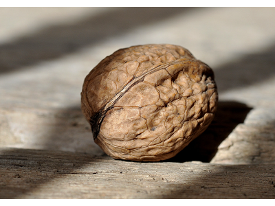 Nueces de California se prepara para una cosecha récord