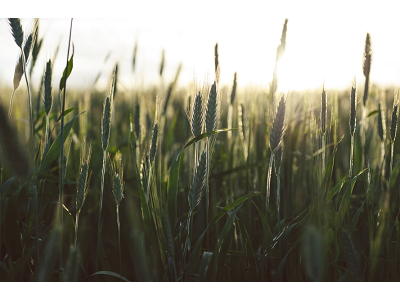 Europastry se compromete a utilizar trigos sostenibles