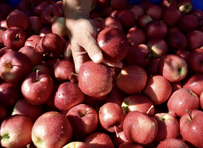 VOG: ligera contracción de la cosecha en 2021