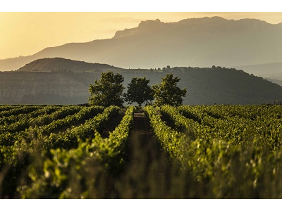 Rioja califica como «muy buena» su cosecha de 2021