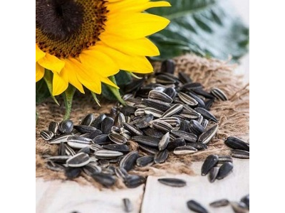 9 de cada 10 españoles consideran el consumo de pipas de girasol como una tradición