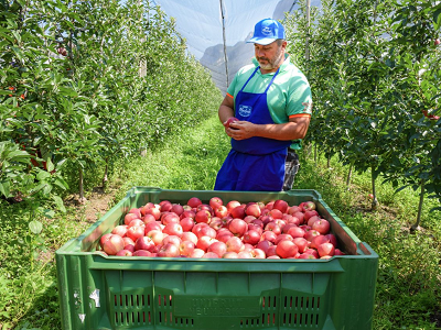 VOG prevé una ligera contracción de la cosecha