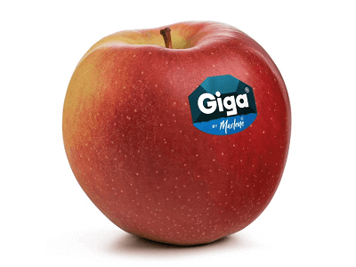 Giga® by Marlene® vuelve a los mercados con una cosecha redoblada