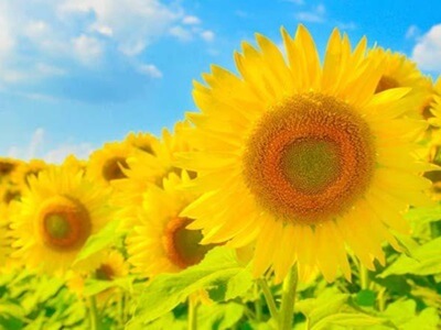 Estados Unidos aumenta su cultivo de pipas de girasol en un 13%
