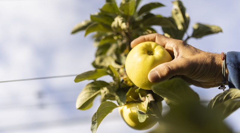 Regresa yello®, la manzana amarilla para los auténticos entendidos