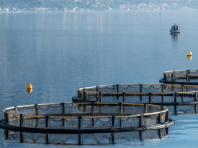 España importa el 60% de los productos acuáticos que consume