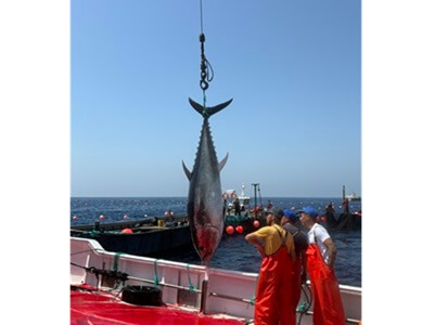Petaca Chico da comienzo a la temporada 2024 de pesca del Atún rojo en la Almadraba de Barbate