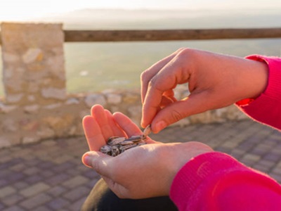 Las pipas de girasol, el snack perfecto para cualquier época del año