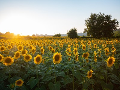 EE. UU. sigue consolidándose como país productor de pipas de girasol de calidad