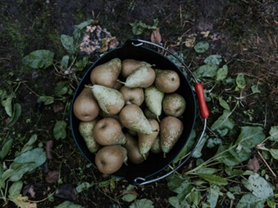 La DOP Peras de Rincón de Soto prevé una cosecha récord de 26 millones de kilos