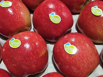 Fructícola Empordà prevé multiplicar las cosechas de la manzana Tessa en los próximos años