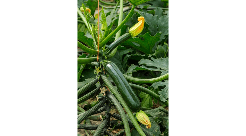 Sakata presenta Kairoh, su nuevo calabacín adaptado a altas temperaturas