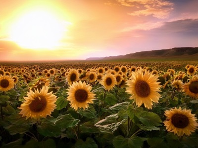 España se consolida como uno de los destinos principales para las pipas de girasol de Estados Unidos