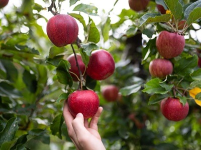 VOG inicia la nueva cosecha con buenas perspectivas