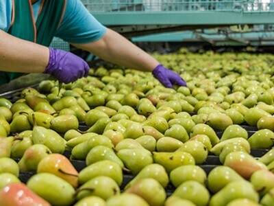 La cosecha española de manzana disminuirá un 8% en 2025, mientras que la de pera crecerá un 10,5%