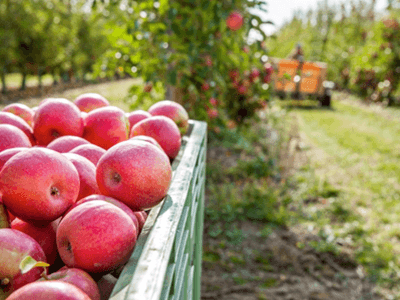 Pink Lady® cierra la temporada con cifras récord en Europa
