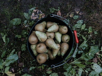 La DOP Peras Rincón de Soto prevé una cosecha de 21 millones de kilogramos