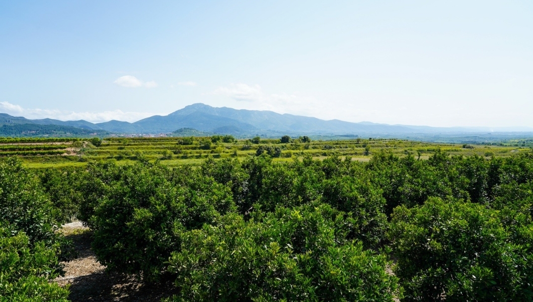 La coooperativa de Llutxent-Otos, socia de Anecoop, busca talento joven con dos becas para técnicos agrarios