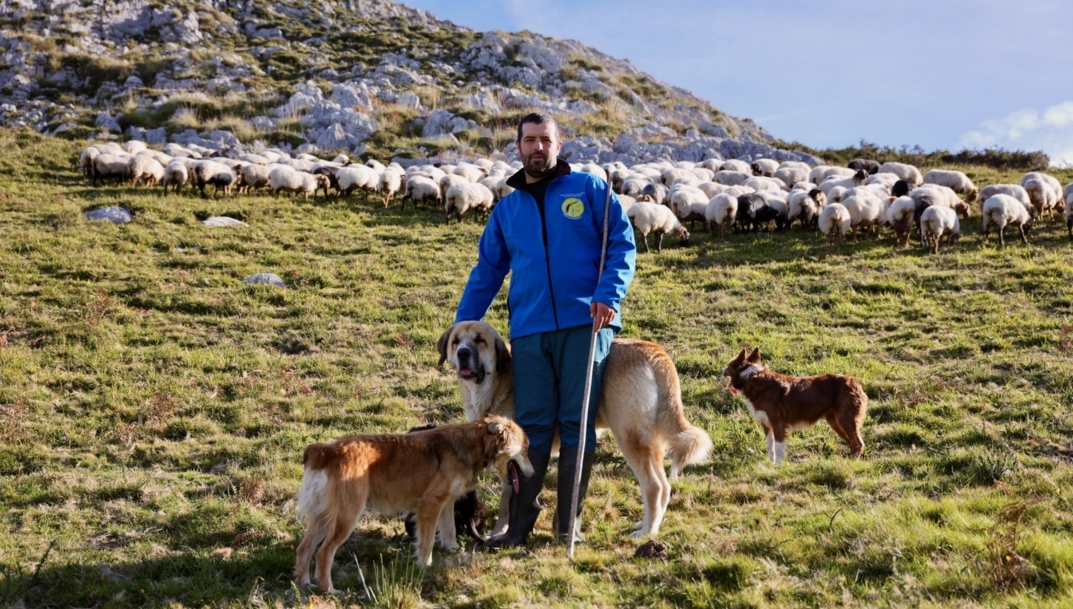 Alimerka lanza la novena campaña de comercialización de lechazos de alta montaña