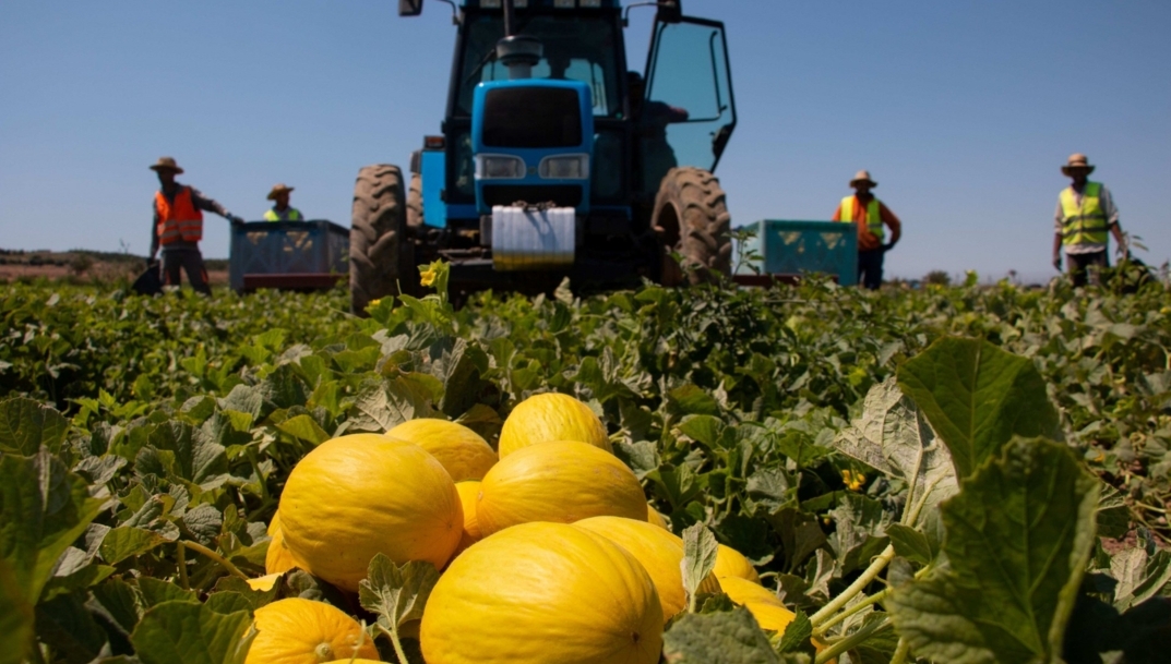Anecoop incorpora a la alicantina Marfruit como nuevo socio y suma 50.000 toneladas de frutas y hortalizas