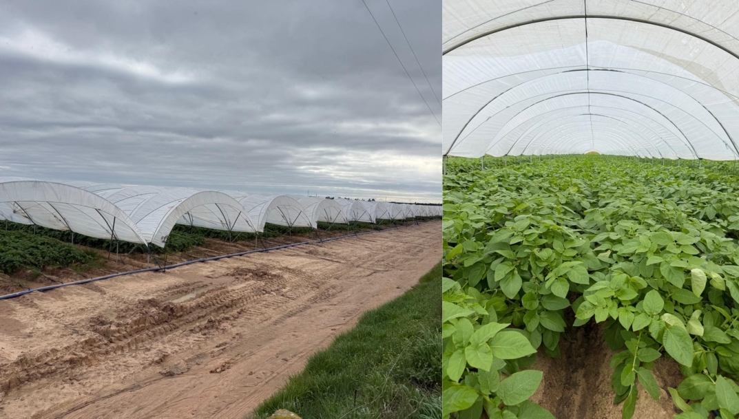 Patatas Meléndez abre en Andalucía la campaña de patata nueva con cultivo en invernadero