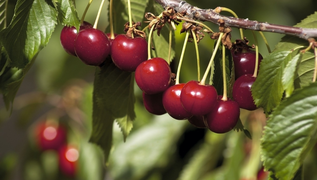 La DOP Cereza del Jerte prevé una producción de 10 millones de kilos esta campaña