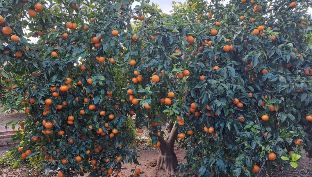 La mandarina ORRi avanza en su expansión internacional