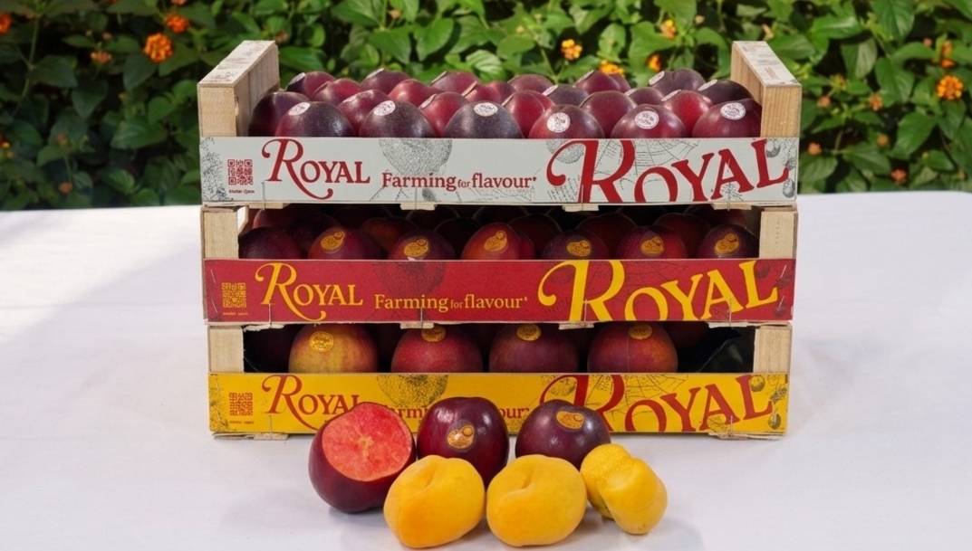 Royal lanza cuatro nuevas frutas de hueso: Flat Gold, Velvet Pluot, Cherry Pluot y Sanguine