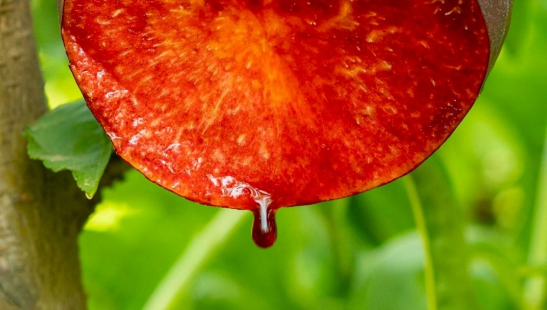 Royal Sanguine.
