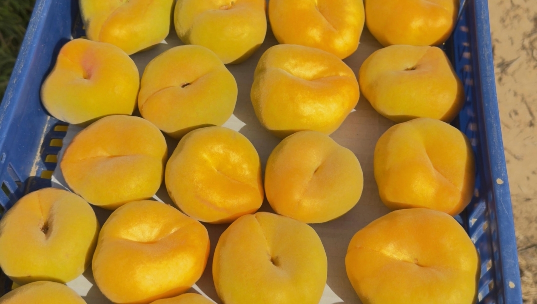 Royal Flat Gold.