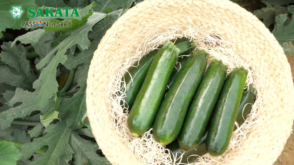 Sakata amplía su gama de calabacín con Kairoh