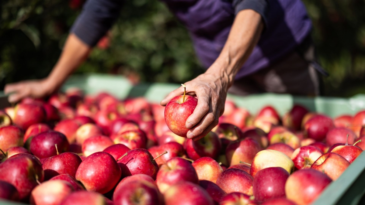Las manzanas ecológicas buscan ganar peso en el lineal con más variedad y propuestas premium