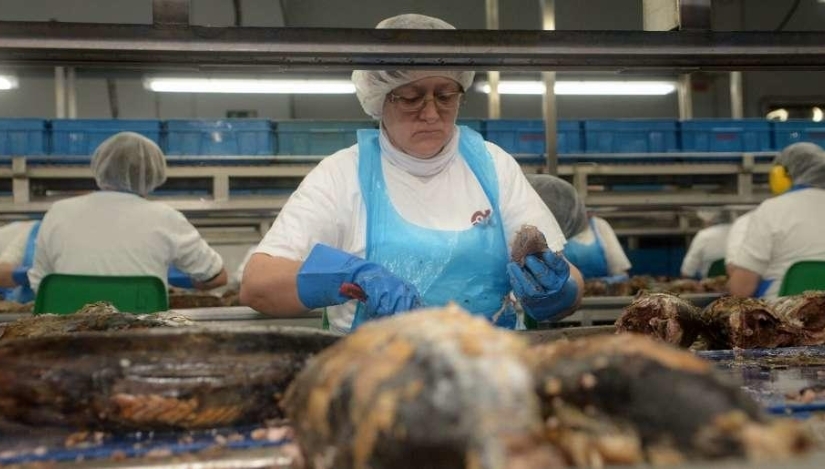 Jealsa, proveedor de conservas de pescado de Mercadona, facturó 825 millones en 2025, el 5,7% más