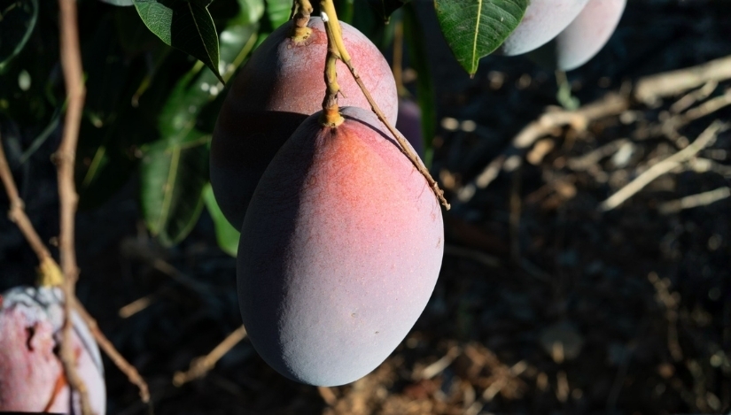 Montosa prevé una campaña mango 