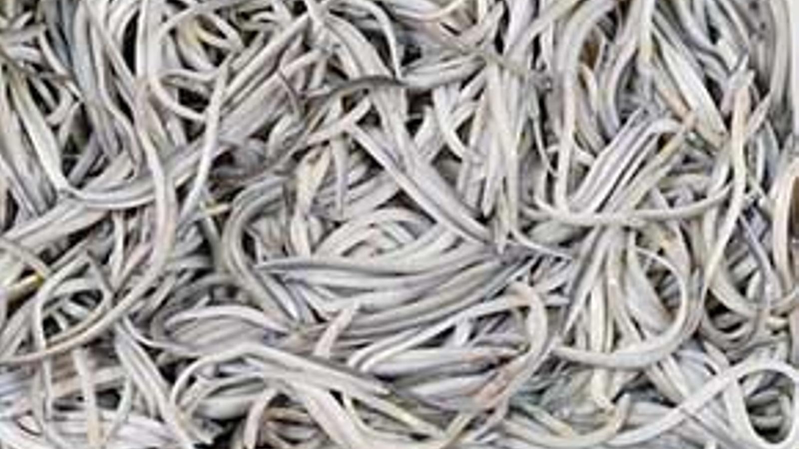 Las angulas mantienen esta Navidad el precio del año pasado