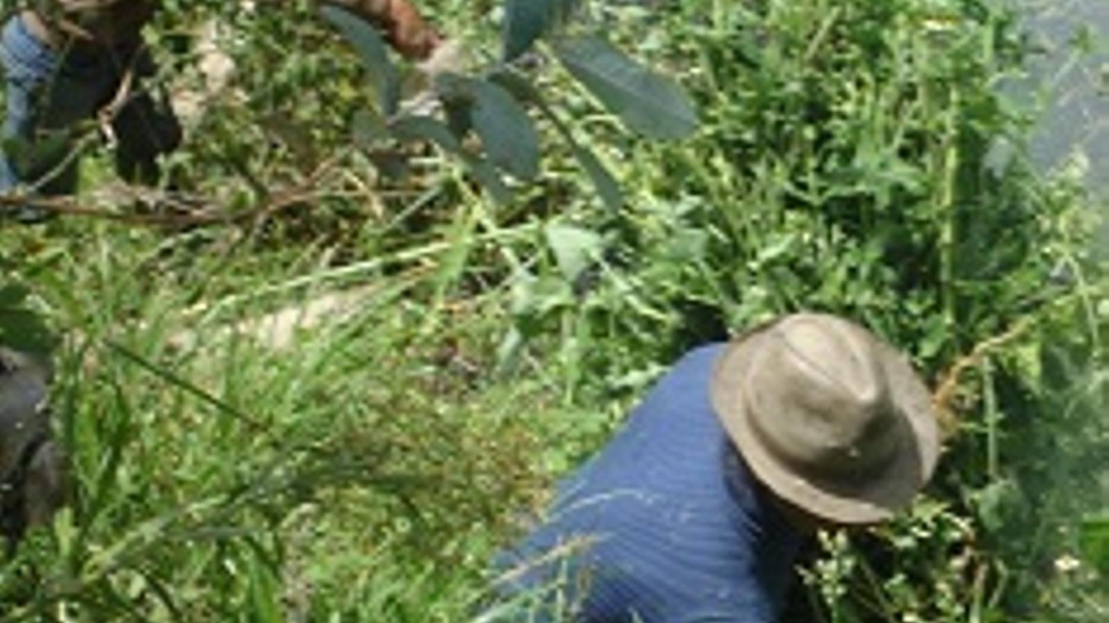 Preservativos ultrafinos y resistentes gracias a una hierba australiana - 